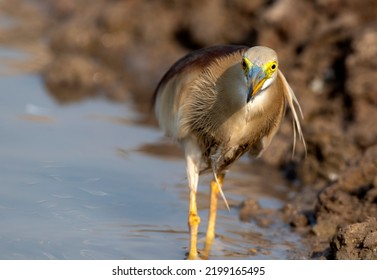 Wildlife Bird With Preyed Fish, Indian Pond Heron Hunting Fish , Bird With Fish In Beak 