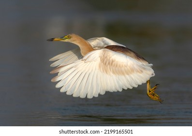 Wildlife Bird With Preyed Fish, Indian Pond Heron Hunting Fish , Bird With Fish In Beak 