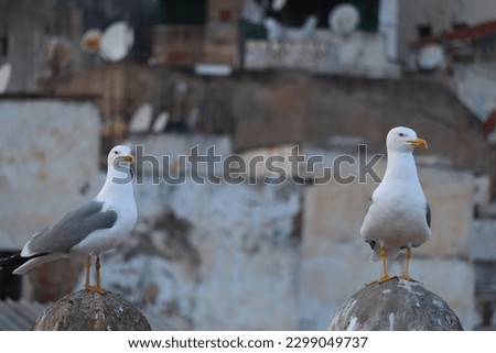 wildlife, bird, seagull, nature, sea, wing, freedom, feather, beautiful, gull, wild, animal, white, blue, outdoor, winter, black, travel, beach, seaside, outdoors, seabirds, fly, shore, clear, one, as