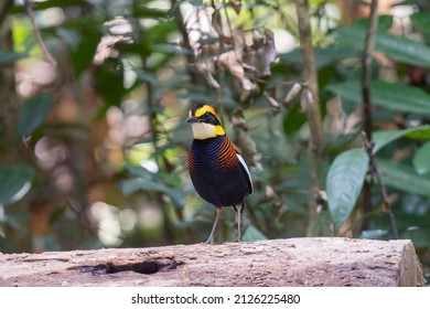 Wildlife bird species of Malayan Banded Pitta standing on a old tree stump with nature background in tropical forest.
