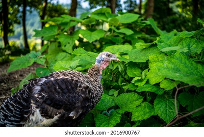 Wildlife Bird Spotted During Hiking In Forest At Kathmandu, Nepal. 