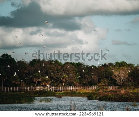 WILDLIFE Birds| Heron of Green Cay Florida