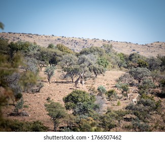 Wildlife In The Bush Veld