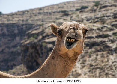 wildlife Camel looking funny inside Camera in Oman salalah landscape Arabic 2