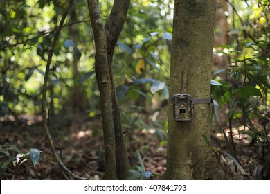 Wildlife Camera Trap