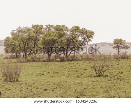 Similar – tomb old trees cows