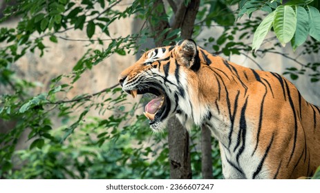 Wildlife Close Encounter Intense Gaze of Roar and Yawn Tiger in Natural Habitat - Powered by Shutterstock