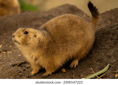 Wildlife Close-up: Prairie Dog in forest - Powered by Shutterstock