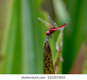 wildlife of Colombo, Sri Lanka - Shutterstock ID 2312073021