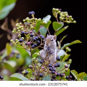 Wildlife of Colombo, Sri Lanka - Shutterstock ID 2312075741