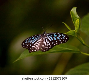 Wildlife of Colombo, Sri Lanka - Shutterstock ID 2312078809