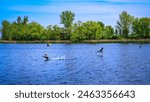 The wildlife conservation area on the lake in Hartford, Minnehaha County, South Dakota: The tranquil summer landscape of the midwestern lakeshore with geese taking off the water