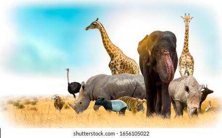 Animals Images, Stock Photos & Vectors | Shutterstock