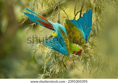 Similar – Image, Stock Photo twosome Animal portrait