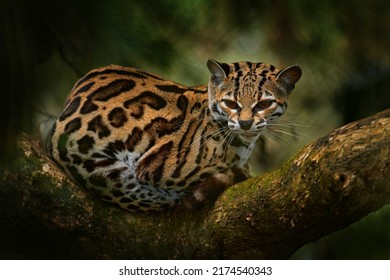 Wildlife in Costa Rica. Margay, nice cat, sitting on the branch in the green tropical forest. Detail portrait cat ocelot, Leopardus wiedii, in tropical forest. Animal in the nature habitat. 