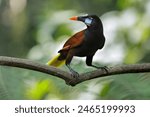 Wildlife Costa Rica. Montezuma Oropendola, Psarocolius montezuma, portrait of exotic bird from Costa Rica, brown bird with black head and orange bill.  Perched bird in natural habitat.