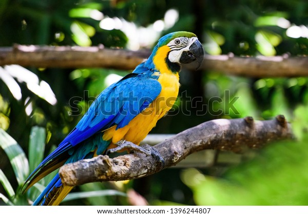 Costa Rica Parrot Ara Green Stock-foto (rediger nu) 1396244807