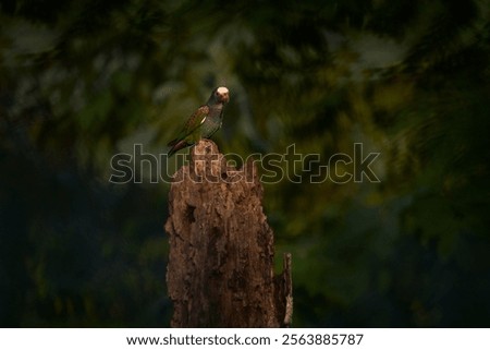 Similar – Image, Stock Photo twosome Animal portrait