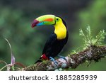 Wildlife from Costa Rica, tropical bird. Toucan sitting on the branch in the forest, green vegetation. Nature travel holiday in central America. Keel-billed Toucan, Ramphastos sulfuratus.