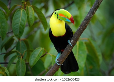 Wildlife from Costa Rica, tropical bird. Toucan sitting on the branch in the forest, green vegetation. Nature travel holiday in central America. Keel-billed Toucan, Ramphastos sulfuratus. - Shutterstock ID 1032605428