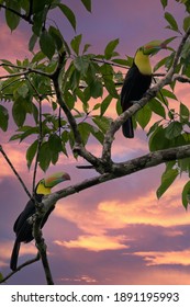 Wildlife From Costa Rica, Tropical Bird. Toucan Sitting On The Branch In The Forest, Green Vegetation. Nature Travel Holiday In Central America. Keel-billed Toucan, Ramphastos Sulfuratus.