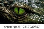 Wildlife crocodile green underwater photography. Open eye reptile teeth. Dangerous animal river mangrove forest close up photo