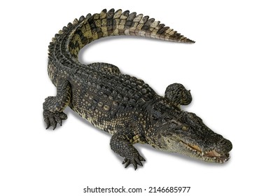 1,880 Crocodile front Images, Stock Photos & Vectors | Shutterstock