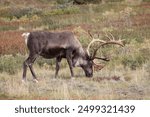 Wildlife in Denali National Park Alaska