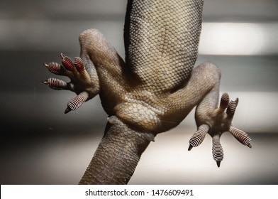 Wildlife Detailed Gecko Feet Close Up 