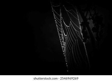 WILDLIFE - Drops of morning dew on a spiders web in the rays of sun
 - Powered by Shutterstock