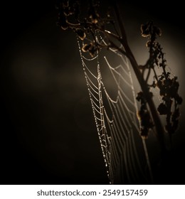 WILDLIFE - Drops of morning dew on a spiders web in the rays of sun
 - Powered by Shutterstock