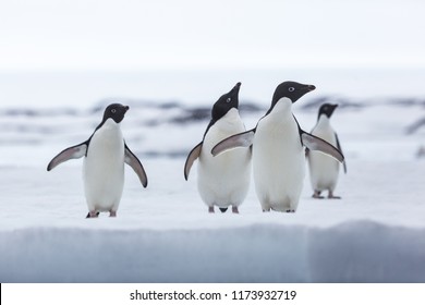 Wildlife In East Antarctica