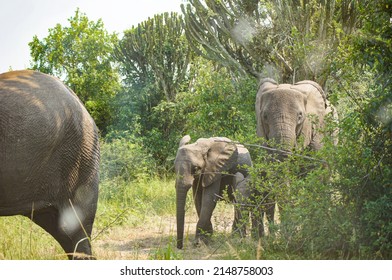 Wildlife Elephant Photography. National Park Safari Traveling. Little Kid Animal With Its Family In Cacti Bushes.