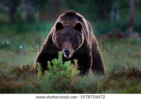 Similar – Brown Bear Adventure