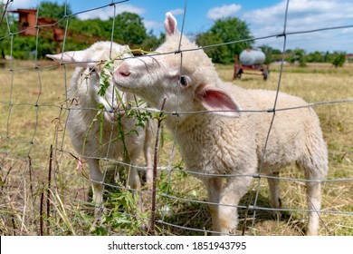 Wildlife, Farm, Germany - A Lovely Young Sheep Lives In A Pasture Behind A Wire Fence Near Marburg In Hahnerheide.