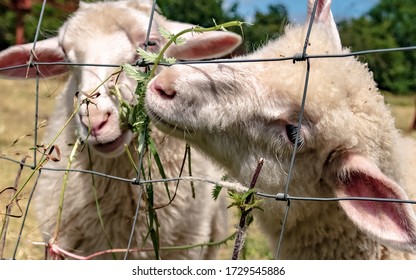 Wildlife, Farm, Germany - Two Lovely Young Lambs In The Pasture Behind A Wire Fence, In Germany Near Marburg.