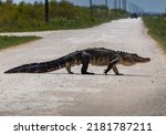 Wildlife of Florida Urban Areas American Alligators in Central Florida in rural Florida