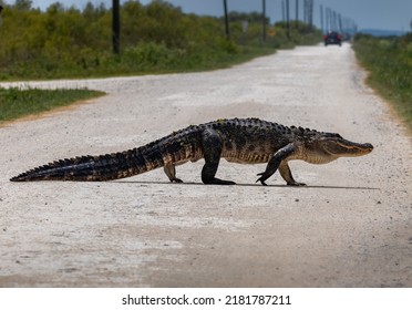 Wildlife of Florida Urban Areas American Alligators in Central Florida in rural Florida