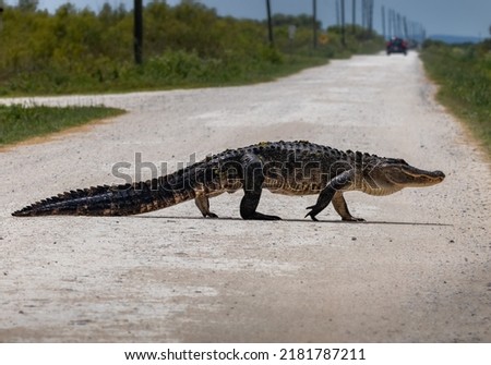 Wildlife of Florida Urban Areas American Alligators in Central Florida in rural Florida