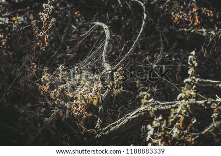 Similar – texture of the bark of a tree in nature close up