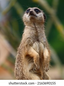 Wildlife Found In Northumberland Zoo