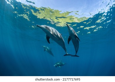 Wildlife Four Dolphins Underwater Photography