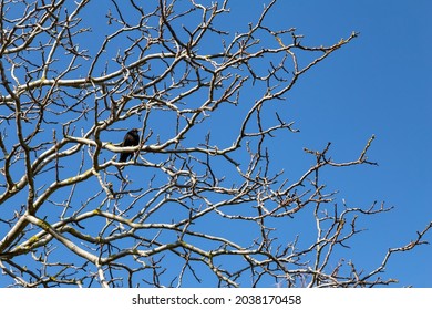 wildfreier schwarzer Vogel, der auf einem Baum sitzt