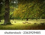 Wildlife in game preserve on the former hunting grounds of Schloss Favorite park in Ludwigsburg, Germany.