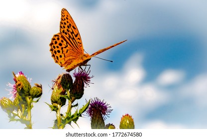 WILDLIFE, GERMANY, MARBURG - The Emperor's Coat Or Silver Line (Argynnis Paphia) Is A Butterfly Of The Genus Argynnis From The Family Nelfalidae (Nymphalidae). He Is The Largest Eropan Fritillary.