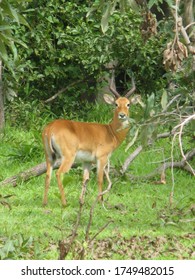 Wildlife Of Ghana Mole National Park