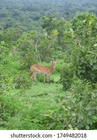 Wildlife Of Ghana Mole National Park