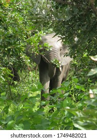 Wildlife Of Ghana Mole National Park