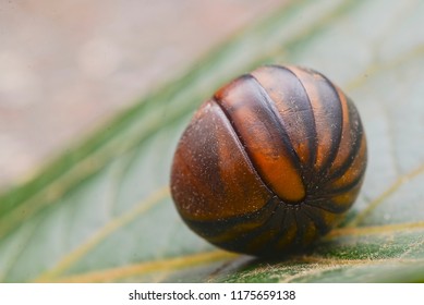 Wildlife. Giant Pill Millipedes In Ball Shape On Leaf Background. Sphaerophorus