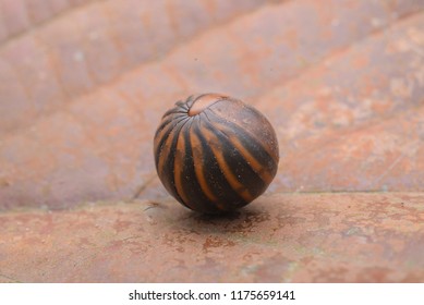 Wildlife. Giant Pill Millipedes In Ball Shape On Leaf Background. Sphaerophorus